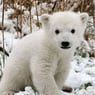 Knut09