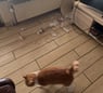 garfield384