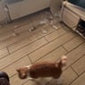 garfield384