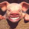 gattermus