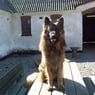 boibsen