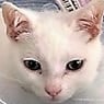 catvinder