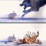 bunnyhop200