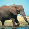 Hrvagnus