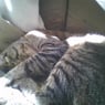 Mistykat