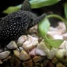 sugefisken