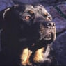 mona1963
