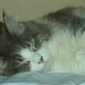 Laktasken