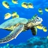 dfjho5253