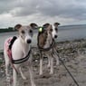 WonderWhippets