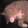 Gizemo