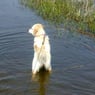 atager