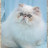duchess22