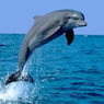 delfin58