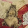 cilogea