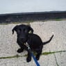 Harzi