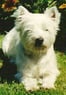 Samson1964