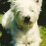 Samson1964