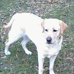 image of Dalton