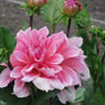 lise364