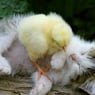 MotherGoose
