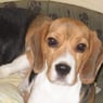 Beaglemor