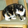 laima