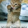 kokskore