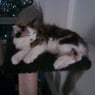 MissMystiq