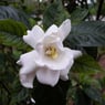 gardenia99