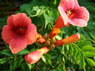 Birgit3682