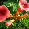 Birgit3682
