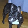 Hedvig2008