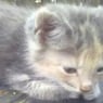 dorthe1983