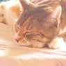 tissemyr1958