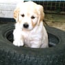 dogl