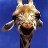 Giraffen9