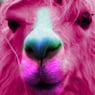 RainbowAlpaca