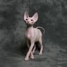 Sphynx