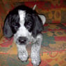 wuffer