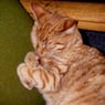 garfield4733