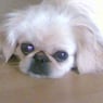 TommyT