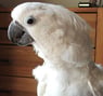 kakkadue2007