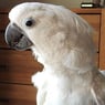 kakkadue2007