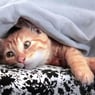 Neola