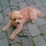 johan90