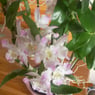 orchid27