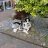 klogehunde
