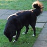 tutter11