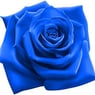 Bluerose